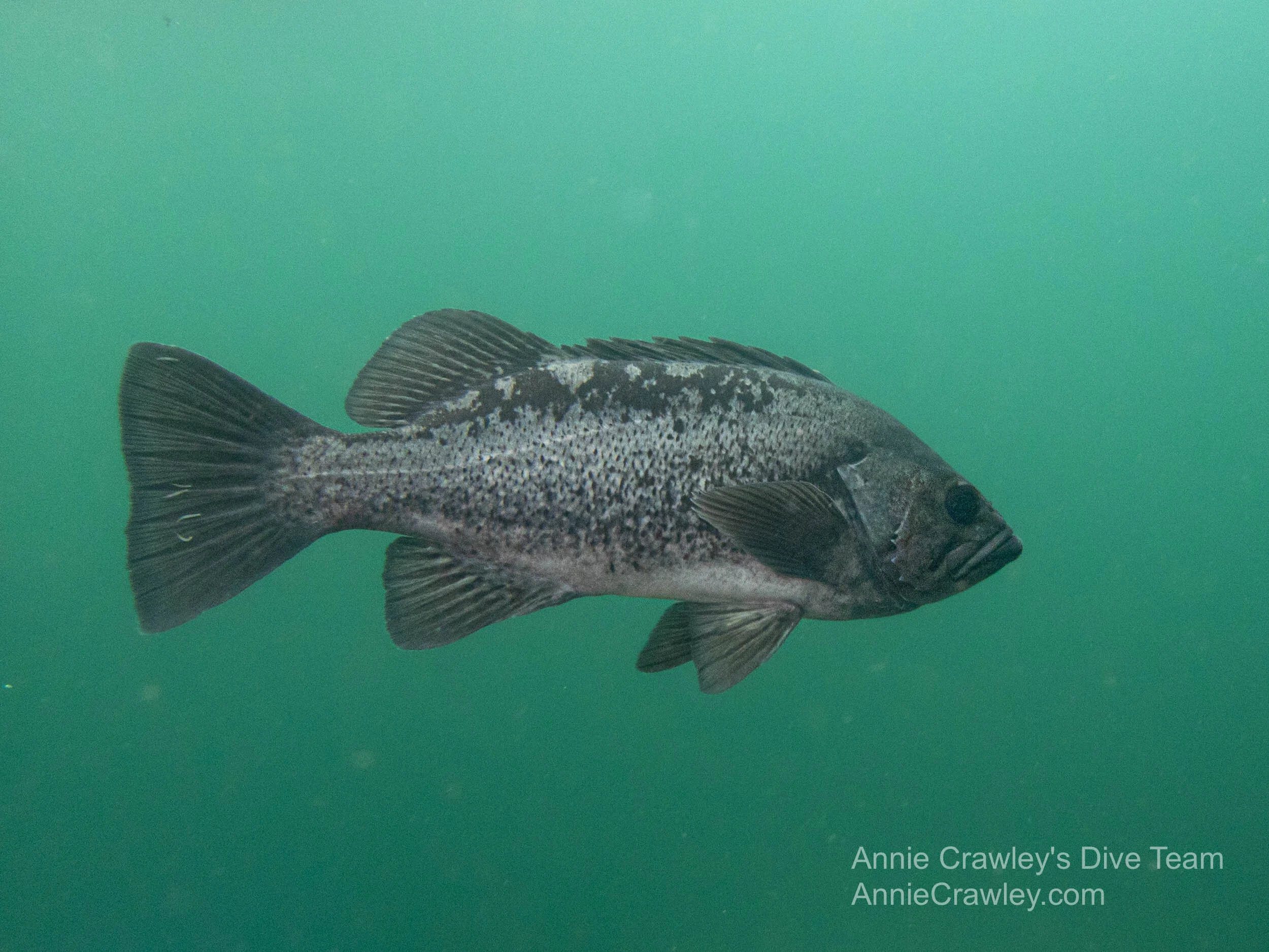 Rockfish—PNW Ocean Life—Species Identification — Edmonds